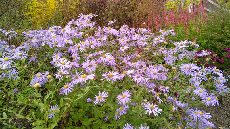 Aster xfrikartii  'Mönch' Frikarti aster